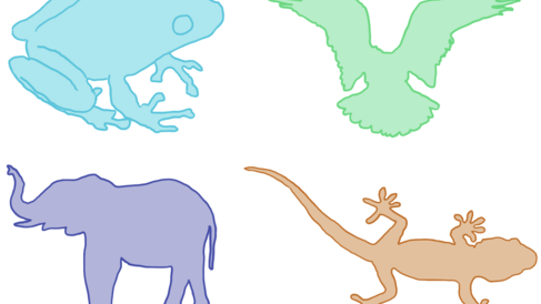 Terrestrial vertebrates